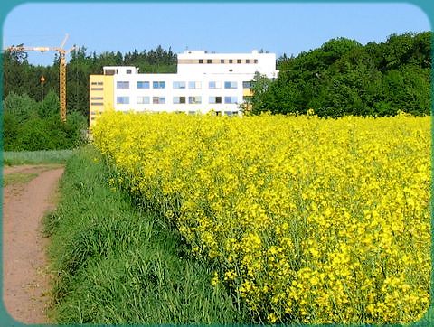 Rapsblte nahe beim Krankenhaus