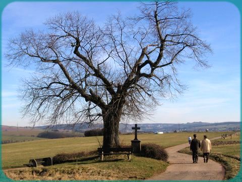 Linde bei Tanneck