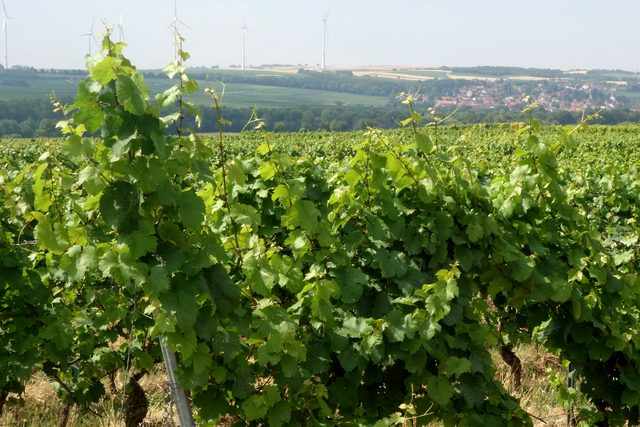 Weinreben
